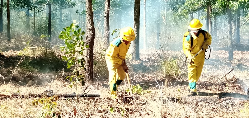 incendios-forestales-sandino-1