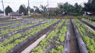 producción agrícola agricultura urbana