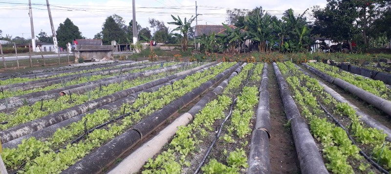 producción agrícola agricultura urbana