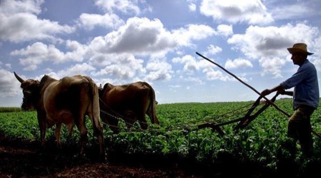 campesinos cuba anap