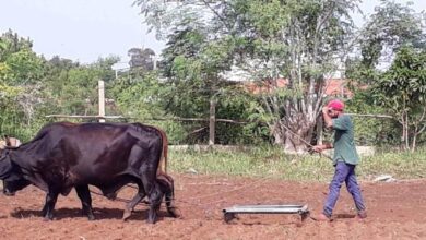 granja urbana sandino