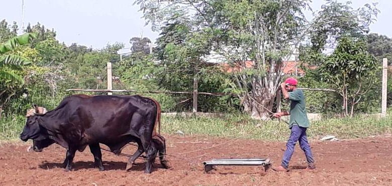 granja urbana sandino