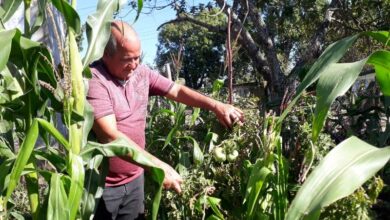 josé luis mons cultiva su pedacito
