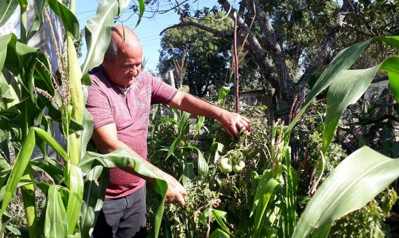 josé luis mons cultiva su pedacito