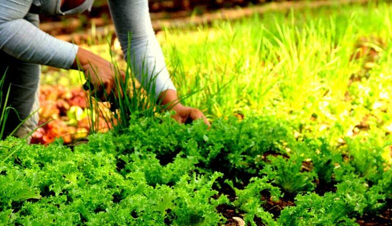 soberanía alimentaria y la educación nutricional