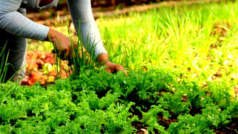 soberanía alimentaria y la educación nutricional