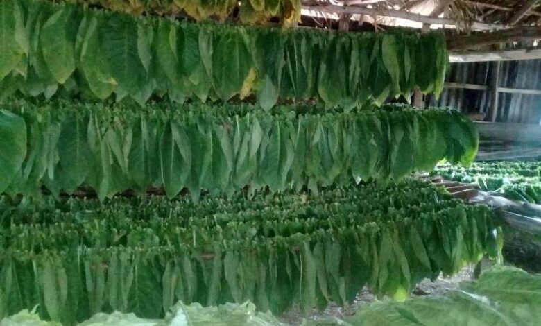 tabaco las martinas sandino
