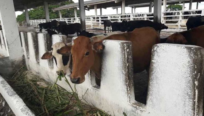 eficiencia ganadería sandino