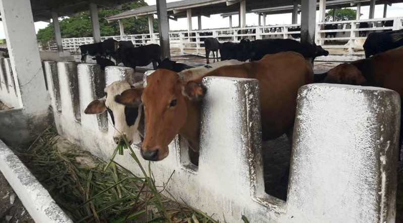 eficiencia ganadería sandino