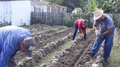 sandino agricultura urbana y suburbana