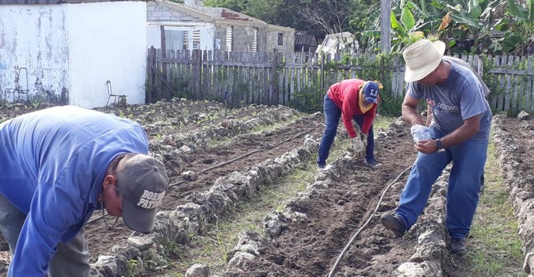 sandino agricultura urbana y suburbana