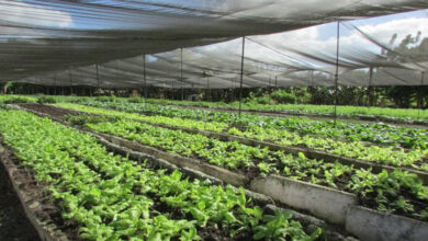 visita del grupo nacional de la Agricultura Urbana
