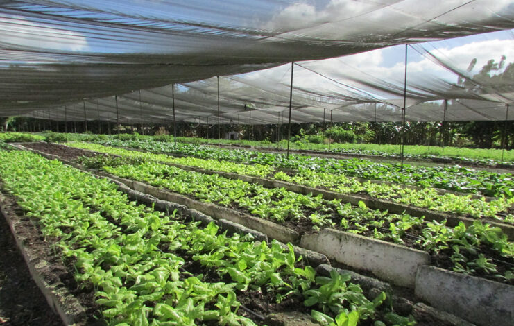 visita del grupo nacional de la Agricultura Urbana