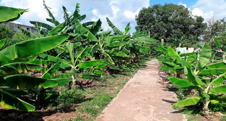 amanecer de octubre alimentos sandino