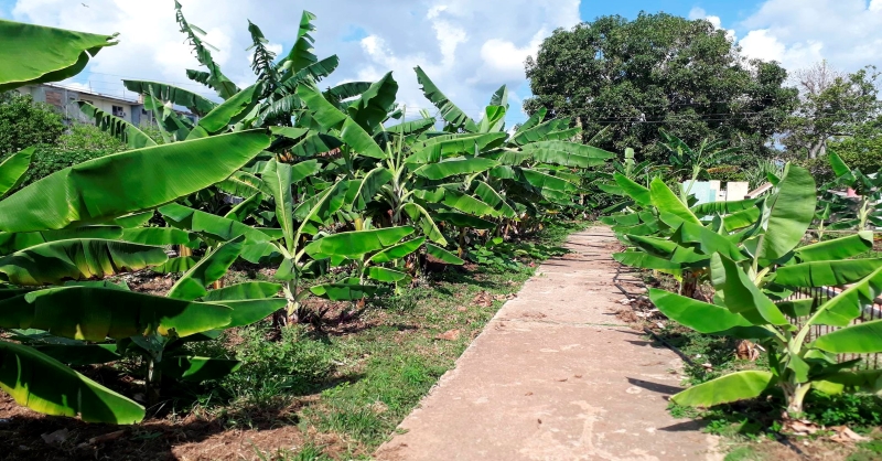 amanecer de octubre alimentos sandino