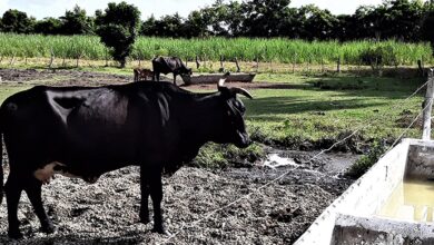 vaca hurto sacrificio ganado mayor