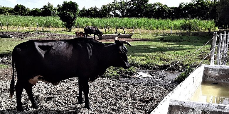 vaca hurto sacrificio ganado mayor