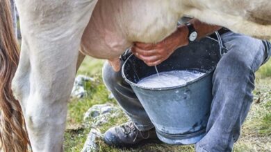 CCS Andrés Chongo Contreras producción de leche y carne