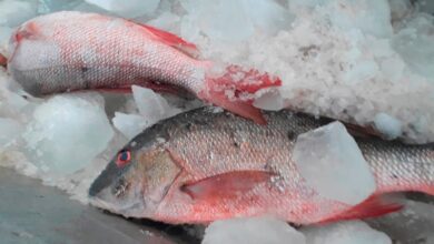 mipyme Algastur Sandino pescado