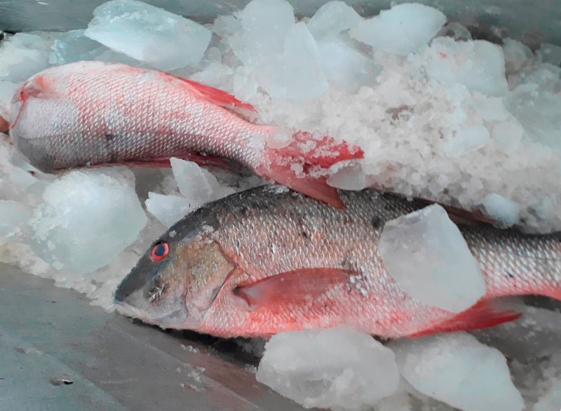 mipyme Algastur Sandino pescado
