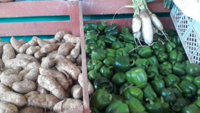 sandino posibilidades producir más alimentos