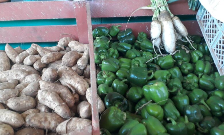 sandino posibilidades producir más alimentos