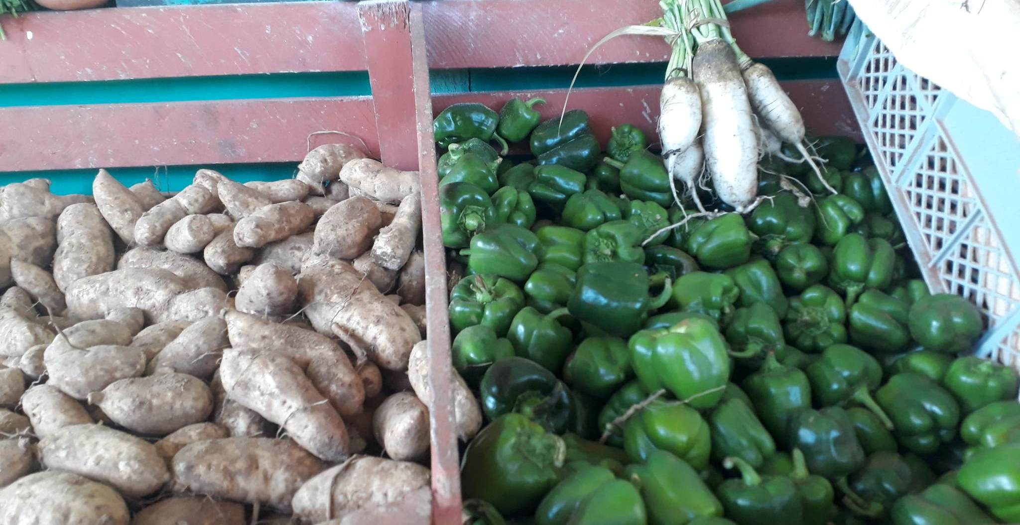 sandino posibilidades producir más alimentos