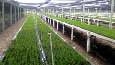 empresa agroforestal guanahacabibes