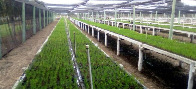 empresa agroforestal guanahacabibes