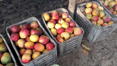 finca la esperanza