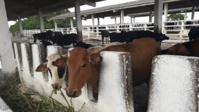 UEB Ganadera cumple plan leche