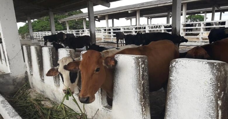 UEB Ganadera cumple plan leche