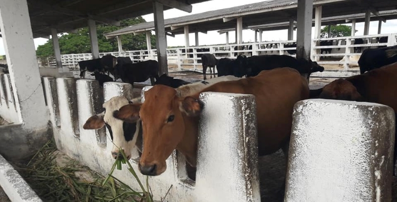 UEB Ganadera cumple plan leche