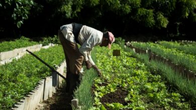 plan soberanía alimentaria