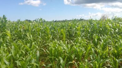 levantamiento productos agropecuarios