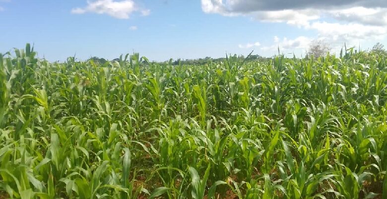 levantamiento productos agropecuarios