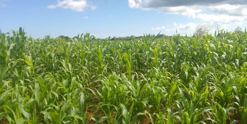 levantamiento productos agropecuarios
