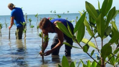 medio ambiente cuba