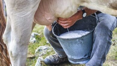 acopio de leche