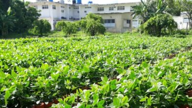 organopónico Augusto César Sandino producción hortalizas