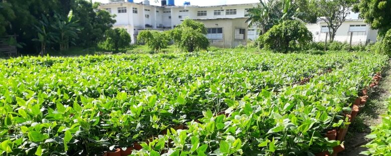organopónico Augusto César Sandino producción hortalizas