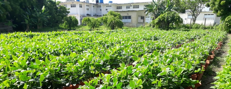 organopónico Augusto César Sandino producción hortalizas