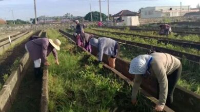 federadas sandinenses actividades 26 de julio