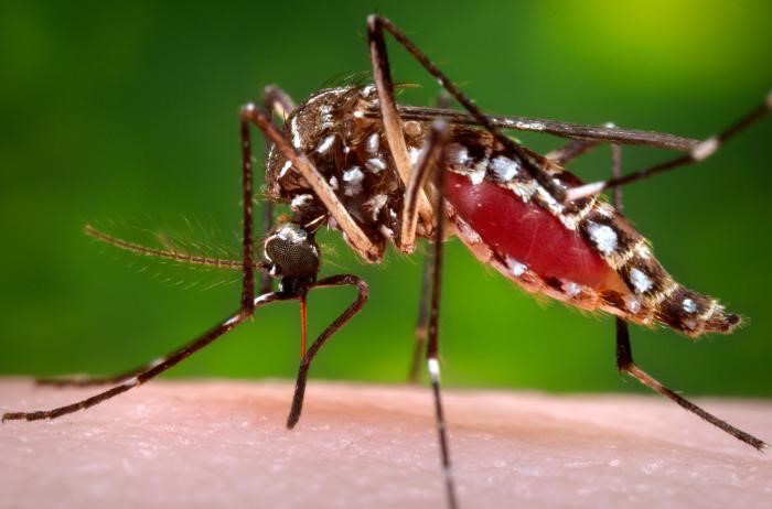 prevención aedes aegypti