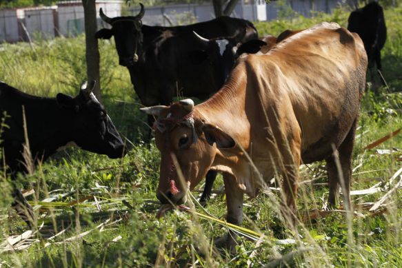 Fomentan en Sandino siembra de plantas proteicas para la ganadería