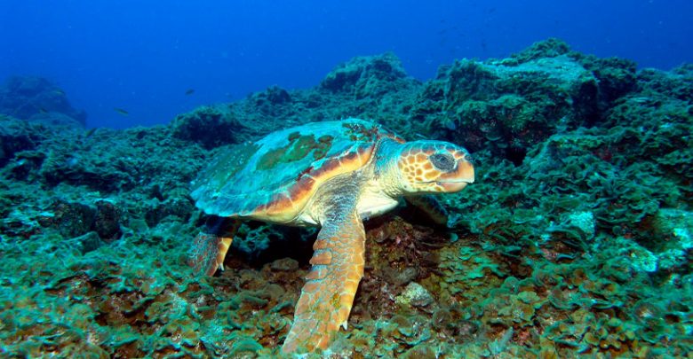 tortugas marinas península de guanahacabibes