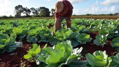 Agricultura en Sandino avanza en el proceso de bancarización.