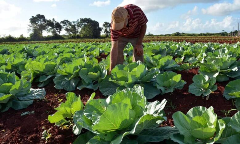 Agricultura en Sandino avanza en el proceso de bancarización.