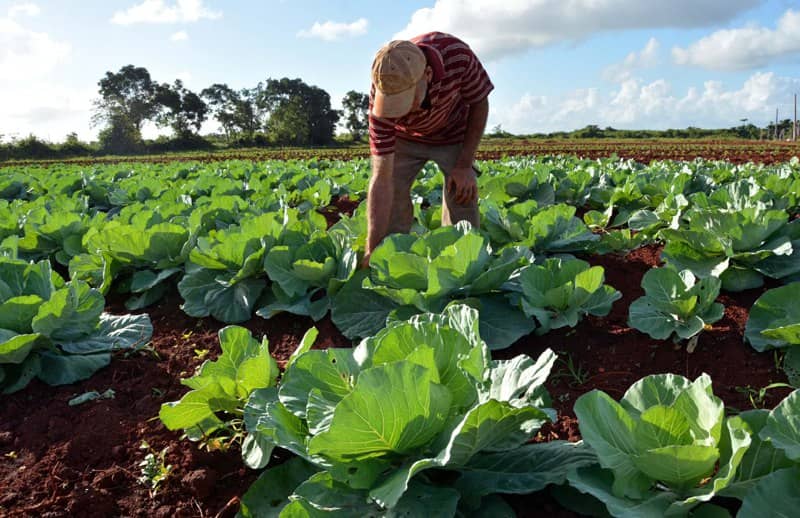 Agricultura en Sandino avanza en el proceso de bancarización.