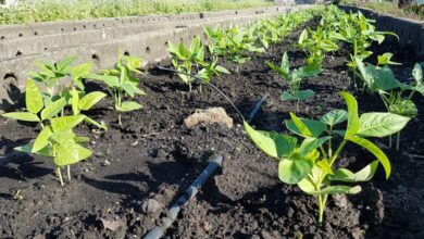 Apuesta Agricultura Urbana en Sandino por mejores resultados